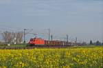 185 063-5 zieht einen gemischten Gterzug durch die Rapsfelder bei Biebesheim in Richtung Mannheim. 14.04.12