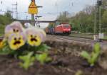 Blick ber die Hornveilchen auf 185 398-5 mit Containerzug nach Norden in Eichenberg. Aufgenommen am 08.05.2013.