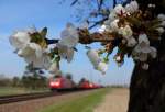 Am 29.3.14 fuhr 185 164 mit einem Gemischten über die Rheinbahn.
Der blühende Baum verlockte mich zu einem kleinen Experiment mit diesem Zug. ;)
Aufgenommen bei Wiesental.