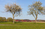 Mini-Zug hinter großem Apfelbäumen: Doppeltraktion 642 als RE80 Heilbronn-Crailsheim am 25.04.2021 bei Waldenburg. 