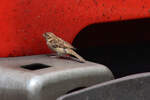 Ein gefundenes Fressen: Ein Hausspatz (Passer domesticus) pickt sich die toten Insekten von der Triebzugfront (03.07.2021, Lindau)