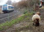 223 067 mit ALX 84149 von Lindau nach Mnchen fhrt am 20.02.2011 in der Nhe von Bodolz an einem Schafgehege vorbei.  Bevor der Zug kam schaute das Schaf in Richtung der Gleise. Je nher dieser kam, desto mehr drehte das Schaf seinen Kopf von den Gleisen weg. Als der Zug vorbeigefahren war, dreht es seinen Kopf wieder in Richtung der Gleise. Ob sich das Schaf bei jedem Zug oder nur beim „ALEX“ so verhlt, konnte nicht in Erfahrung gebracht werden, da auf Grund des Regens nicht bis zum nchsten Zug gewartet wurde.