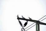 Tauben auf Hochspannungsmast in Lehrte am 22.2.2012