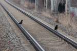 Man sollte sich nur mit Warnweste und mit SIPO im Gleisbereich aufhalten. Aber wie es ausschaut ist es den Raben total egal, gesehen am Hp Zwickau Plbitz. 27.03.2013