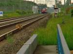 Wie ich da so schon eine ganze Weile an der Brcke stehe, kurz nach dem die S11 in Richtung Dsseldorf durch war, jagen zwei weitere Hasen ber die Bahntrasse und den Zweiten Mmmelmann konnte ich