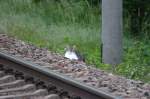 Anscheinend hat am 19.05.2014 nicht nur der Fotograf vergeblich auf den Kesselwagenzug gewartet.