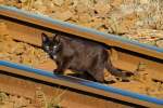 Bei cca. 30 °C Aussentemperatur (im Schatten) tappst diese Katze noch über den Schienenkopf des Bahnhofs Torgelow. - 19.07.2014 - Aufgenommen vom Radweg Espelkamper Str. in Richtung Handweiche 10.