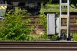 Feldhase im Bahnhof Craislheim 15.06.2105