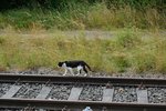 Ist auch alles fest Herr Kater? Ein Kater beim Streifgang über das stillgelegte Ladegleis der Ziegelei in Wefensleben.

Wefensleben 18.07.2016