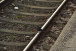 Schienenbesetzer in Hattingen Ruhr,  eine Schwarzdrossel/Amsel/Meerlinger auf rheinisch sitz   am Samstag den 28.1.2017 auf dem Gleis im Bahnhof und guckt wo   die Katze geblieben ist, die vorher auf