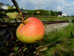  Der APFEL  wartet im Bereich des Bahnhofes SIMBACH/Inn auf seine Ernte; 180826