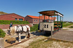 . Das Wetter am 07.05.2016 eignete sich prima fr eine Fahrt mit der Museumspferdebahn auf der Nordseeinsel Spiekeroog. In Westend angekommen, machten die Fahrgste einen kleinen Ausflug in die Dnen und das Pferd wurde mit Wasser und Heu bestens versorgt. (Jeanny) 

Lngst ist die Museumspferdebahn auf Spiekeroog als echte Touristenattraktion anerkannt. So verwundert es nicht, dass vor einigen Jahren auch Investitionen in die Bahn anstanden, an der praktisch seit der Stillegung der Inselbahn nichts mehr gemacht wurde: Vllig verkrautete Gleise und sich auflsende Schwellen sprachen eine deutliche Sprache. Von der Langeooger Inselbahn konnten jedoch 2003 zahlreiche altbrauchbare Gleise bernommen werden, die bei der Streckenerneuerung dort berflssig wurden. Es steht also gut um den Spiekerooger Pferdebahnbetrieb!
