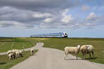 Deichschafe sind im nördlichen Bereich der Marschbahn ein gewohntes Bild. Ein RE6 erreicht hier gerade über den Hindenburgdamm das Festland. (31.05.2022)