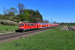 Am 19. April 2019 verkehrte der RE 59080 nach Ingolstadt in Sandwich-Bespannung. Es führte 111 181, am Zugschluss befand sich 111 031. Bei Fahlenbach in der Hallertau konnte ich die Leistung an diesem strahlend schönen Frühlingstag ablichten.