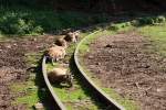 Sie kennen ihren Alltag - und das seit Jahren - . Ja ich denk, sie haben den Fahrplan ihrer Feldbahn, die des Eifelzoo´s Lünebach, inne. Die Rede ist von Europäischen Mufflons, Damwild weiterem Wild.

Zumindest unter der Woche verkehrt diese erst ab mittags um 13:00 Uhr und stellt eine besondere Attraktion für große und kleine Gäste dar: Ein mehrminütiger Zwischenhalt zum hautnahen Wild-Füttern läßt den Besuch zum Erlebnis werden. (26.08.15)