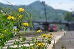 Auch in Königswinter hat der Frühling eingehalten und lässt nun alles in kräftigen Farben erstrahlen. Im Hintergrund verlässt gerade der RE8 den Bahnhof Königswinter gen Köln.

Königswinter 28.05.2016