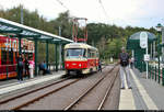 50 Jahre Tatrawagen in Halle (Saale)
Anlässlich ihrer 50-jährigen Betriebszugehörigkeit im halleschen Straßenbahnnetz verkehren alle vorhandenen Tatrawagen und deren Umbauten der Halleschen Straßenbahnfreunde e.V. (HSF) und der Halleschen Verkehrs-AG (HAVAG) an diesem Samstag auf der Sonderlinie 50 zwischen Riebeckplatz und Kröllwitz. Zuvor fand am Vormittag ein Fahrzeugkorso im Stadtgebiet von Halle statt.
Hier steht Zweirichtungswagen Tatra ZT4D, Wagen 900, der HSF in der Endhaltestelle Kröllwitz auf Gleis C.
[7.9.2019 | 14:49 Uhr]