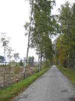 Zwischen vom Wind schiefgeblasenen Birken liegt die asphaltierte Trasse der Bahnstrecke ZS zwischen Scheibenberg und Elterlein, hier am Gewerbegebiet Elterlein, 03.10.07