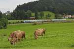 Am 12.08.2011 befindet sich bei Harbatshofen ALX 84144 auf der Fahrt von München nach Lindau