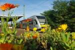 Ein GTW im Blumenmeer. Dieser HLB GTW ist gerade aus Kassel kommend in Eichenberg angekommen. Noch immer fahren diese Fahrzeuge im Dienste der Cantus vereinzelt auf der Strecke Eichenberg-Kassel. 
Die Blumen, ber die dieses Bild hinweg entstanden ist, haben eine andere Geschichte: Da der Bahnhof Eichenberg wenig attraktiv ist (zumindest im Laufe der vielen Jahre sehr heruntergekommen), setzte es sich ein Fotokollege in den Kopf, in einem leer stehenden Beton-Blumenkbel ein paar Wiesenblumen zu sen. Das Ergebnis kann nun im Vordergrund betrachtet werden. Es bot einen netten Farbklecks whrend der Sommertage! Aufgenommen am 20.09.2010.