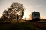 GOLDENER HERBST: Zwei SWEG Regioshuttle fahren am 22.10.2013 im besten Licht Endingen entgegen.