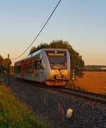 im letzten Licht an der Oberwesterwaldbahn (KBS461)...

Der VT 123 der vectus Verkehrsgesellschaft mbH, ein Stadler GTW 2/6, fährt am 05.09.2013 (19:46 Uhr) der untergehenden Sonne entgegen, hier hinter Hachenburg in Richtung Altenkirchen.
Er fährt als RB 28 (Oberwesterwald-Bahn) die Verbindung Limburg(Lahn) - Westerburg - Hachenburg - Altenkirchen - Au (Sieg). 
Einen freundlichen Gruß dem Tf retour.