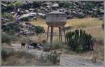 Unweit der ehemaligen Bahnstation Amba Derho del Anseba steht dieser Wasserturm. Auf dem Bahntrassee tummeln sich jetzt die Viehherden. (02.12.2014)