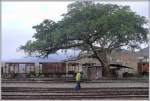 Auch in Ghinda wachsen die Bume in den Himmel, nur die Bahninfrastruktur erleidet einen langsamen Tod. (29.10.2008)