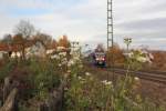 Auch im November bl�ht ...  Jens Baumhauer 16.12.2011