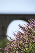 Längere Wartezeiten sind an Nebenstrecken unvermeidbar, wenn man den ein oder anderen Zug fotografieren will. Aber so entstehen auch solche Bilder: Das mächtige Viadukt von Chamborigaud wird hier in den Hintergrund gestellt und die Natur rückt in den Vordergrund.
Chamborigaud, 20. Juli 2016