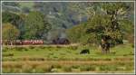 Lok Nr 87 der South African Railways passt gut in die Bahnlandschaft von Nordwales, dem hier eine gewisse hnlichkeit mit Natal nicht abzusprechen ist. Dampfzug der Welsh Highland Railway von Caernarfon nach Porthmadog bei Pont Croesor. (05.09.2012)