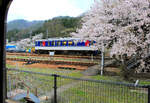 Chizu Kyûkô Privatbahn: Lokalverkehrstriebwagen 3503 im Betriebswerk Ôhara, mitten in blühenden Kirschbäumen.