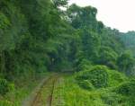 Matsuura-Bahn: Das heiss-schwüle Klima und die hohe Luftfeuchtigkeit lassen alles unter einer grünen Decke verschwinden.