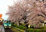 Lokalverkehr auf Shikoku - der Nordosten: Triebwagen Serie JR Shikoku 1500, Nr.