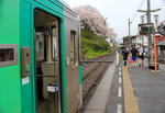 An der Strecke von Tokushima ins Innere der Insel Shikoku. Blühende Kirschbäume im Regen, Triebwagen 1251 in Anabuki, 3.April 2015. 