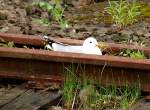 Diese M�we in einer Weiche im Bahnhof Puttgarden hat scheinbar ...