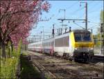 Am Bahnhof von Mersch blhen jetzt auch die Bume.