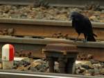 Bahn und Tiere (56 Fotos)