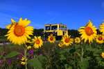 Die Sonnenrosen in aus der West-Steiermark werden euch hier auf BB.DE wohl noch ein Paar Tage verfolgen ;-)  Am 29.Jul 2016 erblühen Sie vor dem SKL X626.205 der eine Arbeiter-rotte zum