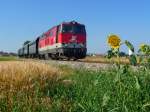 Neben einer Sonnenblume bei Harmannsdorf-Rckersdorf rollt die 2143 038-4 mit einem Nostalgiezug vorbei.