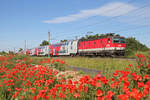 Wie im Bilderrahmen aus Mohnblumen fährt 1144.225 mit R-2249 bei Wr.Neustadt richtung Payerbach.