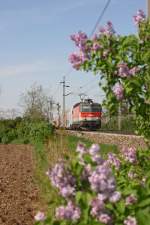 Hinter frisch blühenden Flieder fährt 1144.007 mit R-2915 zwischen Felixdorf und Theresienfeld am 29.4.15