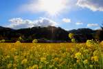 Ablehnungsgrund : Flash Yes ...... Aber herzeigen muss ich mein´ Missgeschik  R8567 am Nachmittag des 9.April 2013 hat wahrscheinlich nichts von dem duftenden Rapsfeld in der Nähe von Deutschlandsberg.