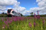 Blumenwiese. 
Ein GTW 2/8 bei Bergla am 26.07.2017