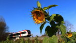 Dieser wunderbare Herbsttag wird von einem Bienchen noch genutzt um etwas Kraft zu sammeln ,..