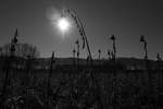 Da strahlen die Sonnenblumen nun auch schon im Winter ??   5.Februar 2017 in Pölfing Brunn