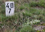 Frühling  am Kilometer 40,7, ein großer Fleck weißer Duftveilchen findet sich.
Viola odorata 'Alba' – Weißes Duft-Veilchen ist deutlich seltener als das violette.
Am Rande der Dampfzugsonderfahrt  in Bieniów (deutsch Benau, niedersorbisch Bjenow) entdeckt.
16.03.2024  12:50 Uhr.