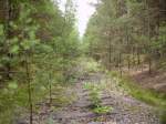 Tief im Wald verborgen die Reste der Eisenbahnkreuzung bei Borowiany!   Nach Angaben meiner Groeltern wurden die Schienen geklaut, da dort fast nie zge fuhren.