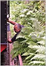 Lokführer Barsan kontrolliert ein Ventil der 764.211 und wird vom üppigen Farn fast zugedeckt. (13.06.2017)