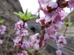 Im  Frühjahr blütet schon die unter Naturschutz stehende, sehr giftige und stark duftende gemeine oder auch gewöhnlicher Seidelbast.
